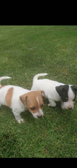 plummer terrier for sale gumtree